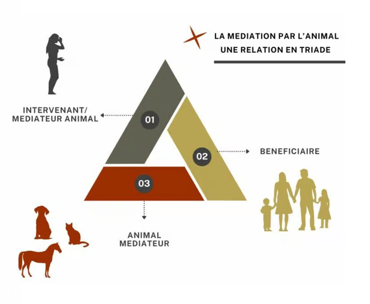 La triade en médiation animale : bénéficiaire, médiateur et animal